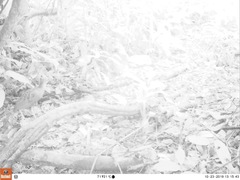 Himantornis haematopus