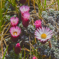 Helichrysum retortoides