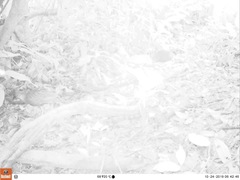 Himantornis haematopus