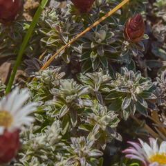 Helichrysum retortoides