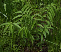 Sanguisorba tenuifolia