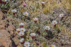 Helichrysum retortoides