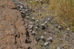 Helichrysum retortoides