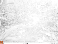 Himantornis haematopus