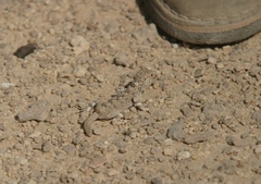 Pristurus carteri