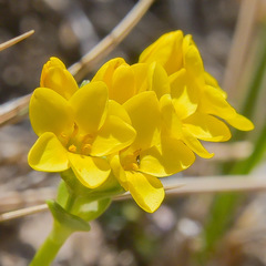 Sebaea procumbens