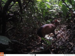 Cephalophorus callipygus