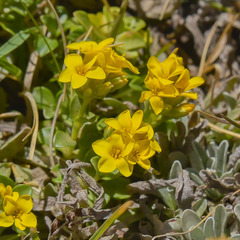 Sebaea procumbens