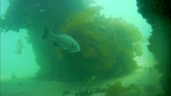 Girella elevata