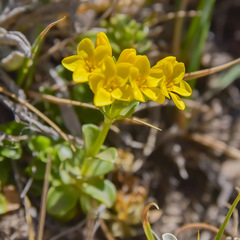 Sebaea procumbens