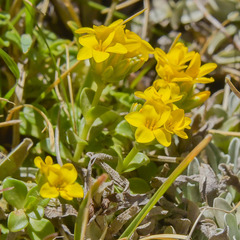 Sebaea procumbens