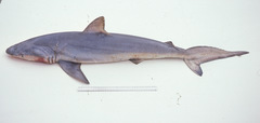 Dusky Shark photo 5