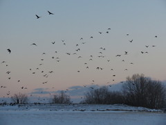 Corvus brachyrhynchos