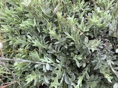 Achyranthemum affine