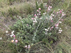 Achyranthemum affine