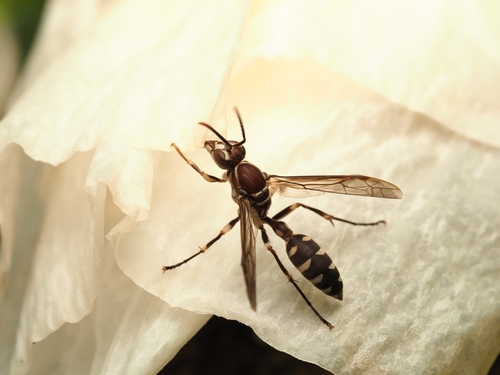 Parapolybia nodosa photo 4