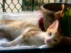 Felis catus