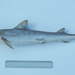 Australian Weasel Shark - Photo (c) Ken Graham, some rights reserved (CC BY-NC), uploaded by Ken Graham