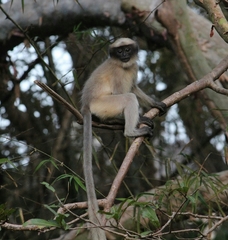 Semnopithecus hypoleucos