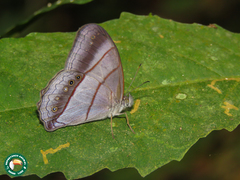 Archeuptychia cluena