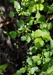 Cardamine scutata