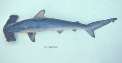 Sphyrna zygaena