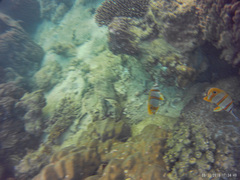 Chelmon rostratus