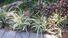 Ophiopogon jaburan