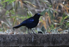 Myophonus horsfieldii