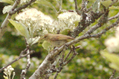 Phylloscopus ibericus
