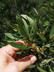 Cryptocarya angustifolia