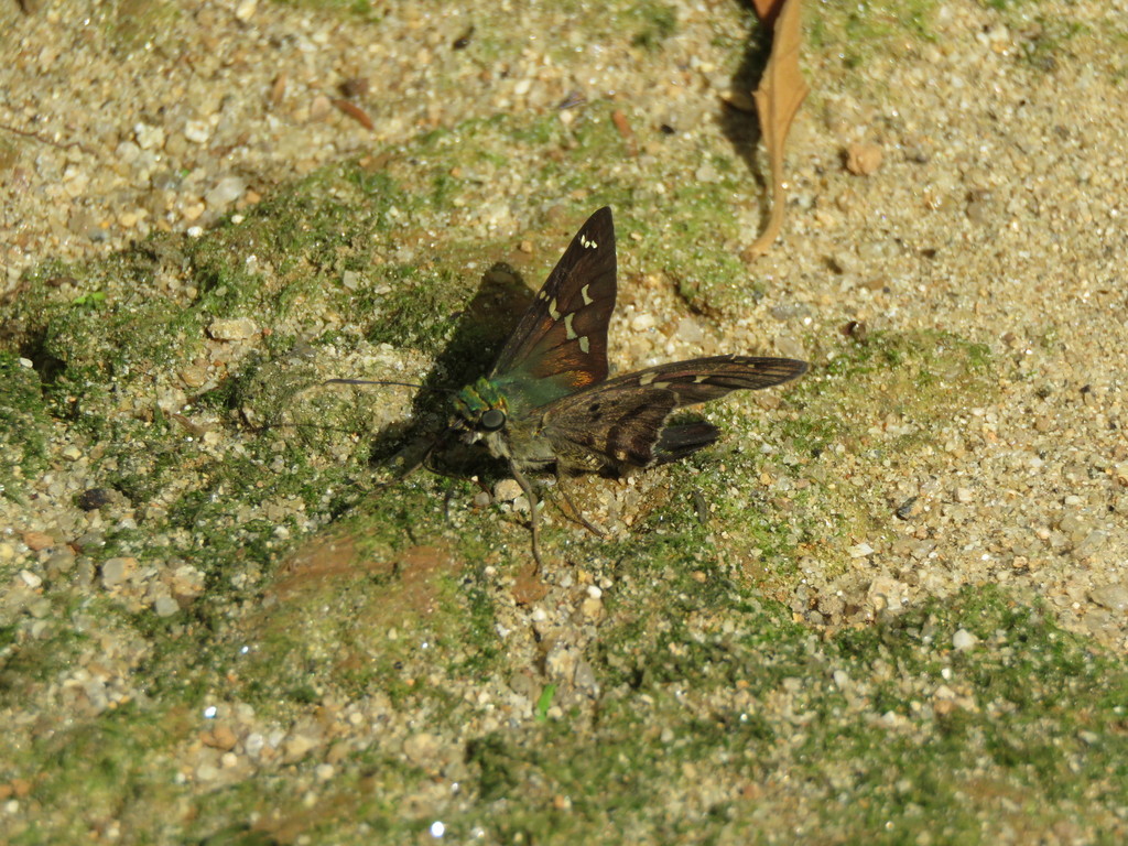 Pronus Longtail
