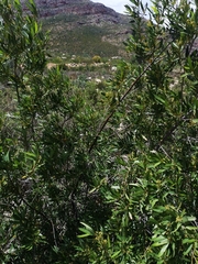 Cryptocarya angustifolia