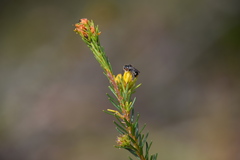 Megachile leucopyga