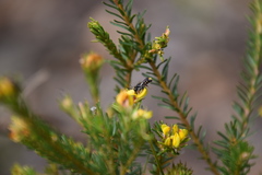Megachile leucopyga
