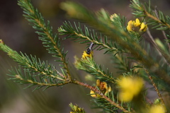 Megachile leucopyga