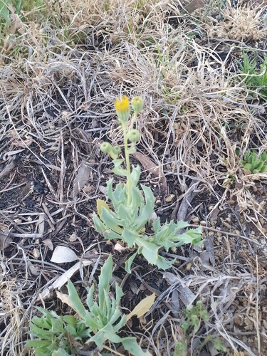Tall Yellowtop (Senecio magnificus)