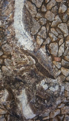 Psammophis brevirostris