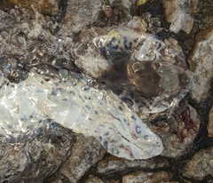 Psammophis brevirostris