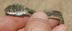 Psammophis brevirostris