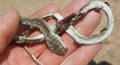 Psammophis brevirostris