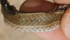 Psammophis brevirostris