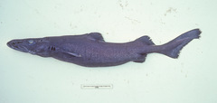 Centroselachus crepidater