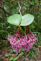 Medinilla speciosa