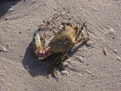 Thalamitinae