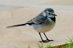Motacilla alba