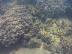 Chaetodon octofasciatus