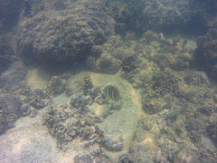 Chaetodon octofasciatus