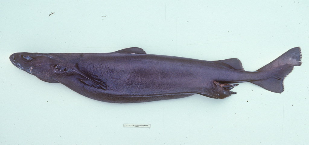 Roughskin Dogfish
