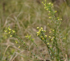 Pimelea flava flava